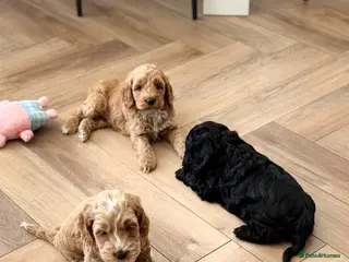 Cockapoo dogs Beautiful F1 cockapoo puppies - Advert 3