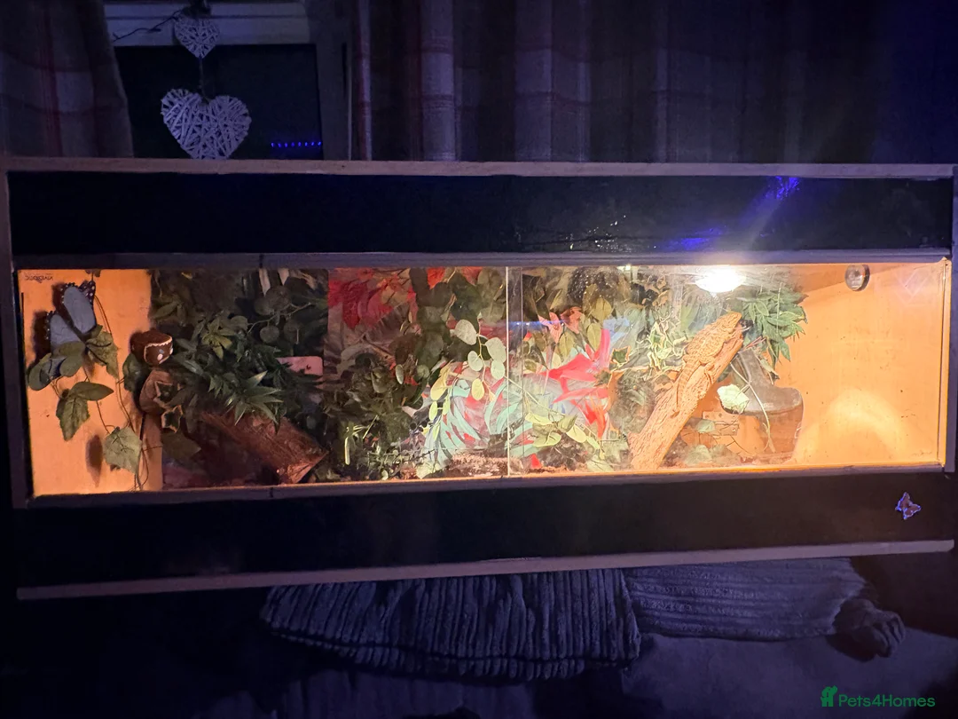 Bearded Dragon reptiles for sale: Selling my red monster bearded dragon he’s 3  - Advert 1