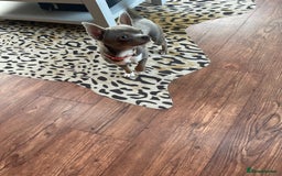 Chihuahua dogs for sale: KC reg chihuahua  - Image 3