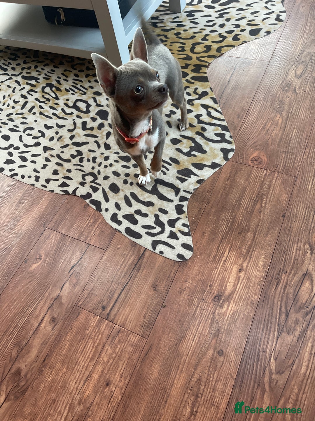Chihuahua dogs for sale: KC reg chihuahua  - Image 3