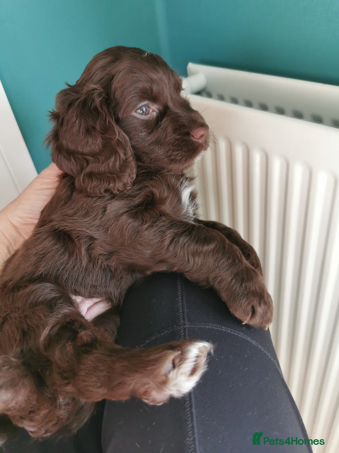 Cocker Spaniel dogs for sale: FTCH Pedigree Working Cocker Spaniels  - Advert 11