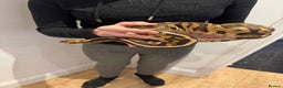 Python Snake reptiles for sale: Very friendly, Royal Python and full set up  - Advert 4