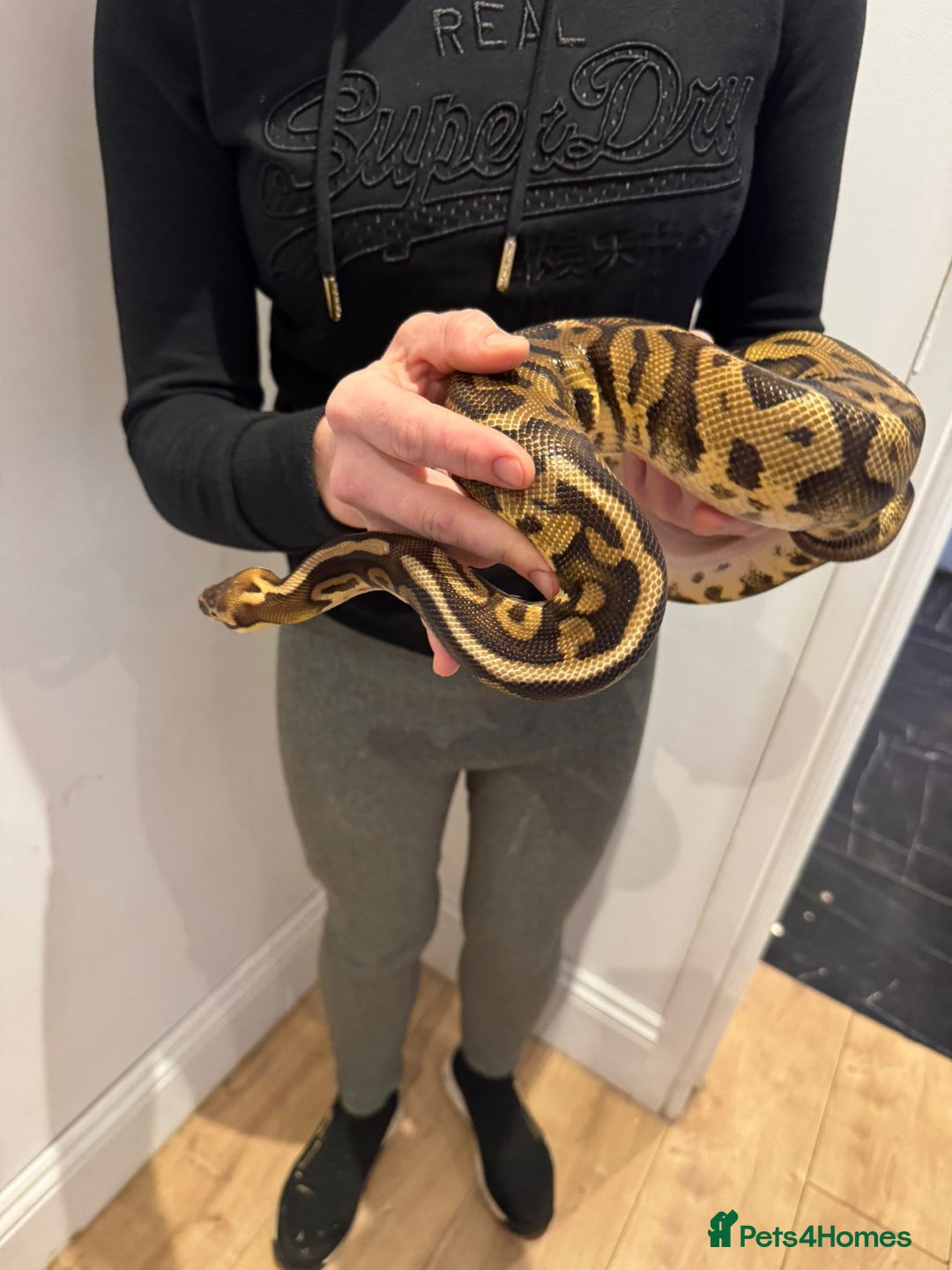 Python Snake reptiles for sale: Very friendly, Royal Python and full set up  - Advert 4
