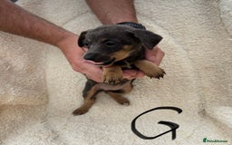 Mixed Breed dogs for sale: Dachshund x jack russle pups   - Image 5