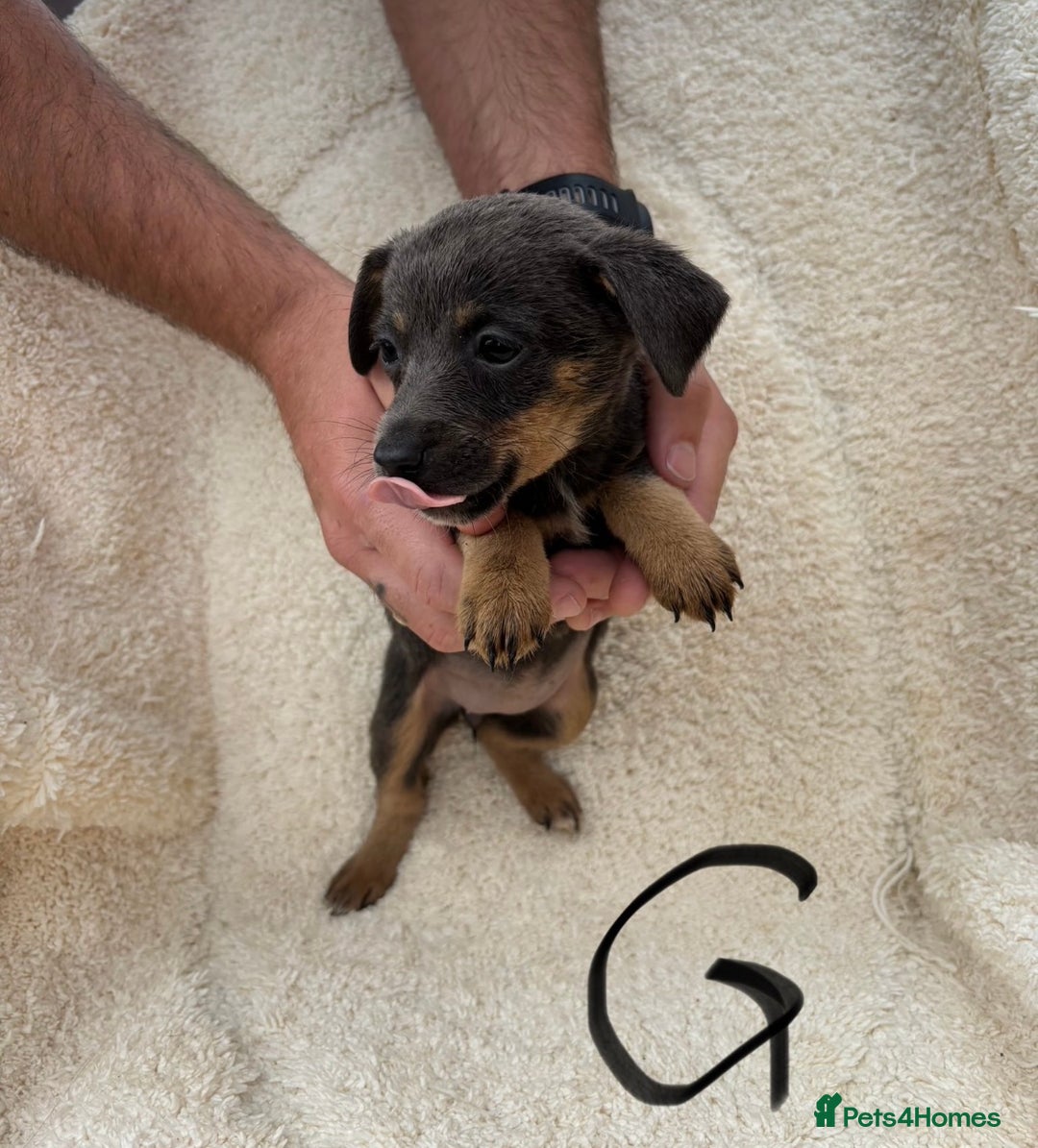Mixed Breed dogs for sale: Dachshund x jack russle pups   - Image 5