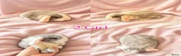 Mini Lop rabbits for sale: Baby Mini Lops Ready from 18/10 - Advert 1