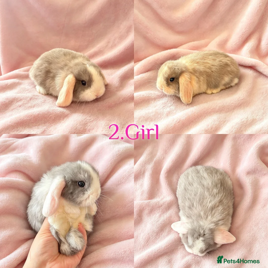 Mini Lop rabbits for sale: Baby Mini Lops Ready from 18/10 - Advert 1