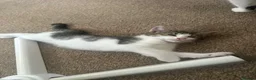 Mixed Breed cats for sale: Kittens for Sale - Advert 5