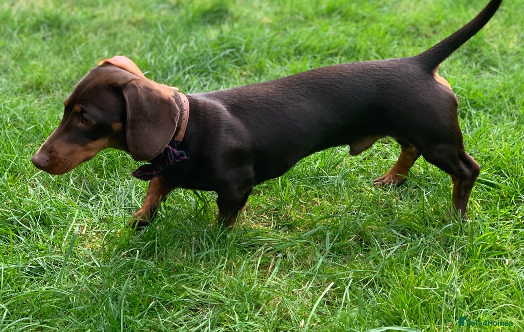 Miniature Dachshund dogs for stud: Chocolate and Tan Miniature Dachshund- Stud - Advert 7