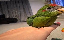 Parakeets birds for sale: Kakariki - Image 2