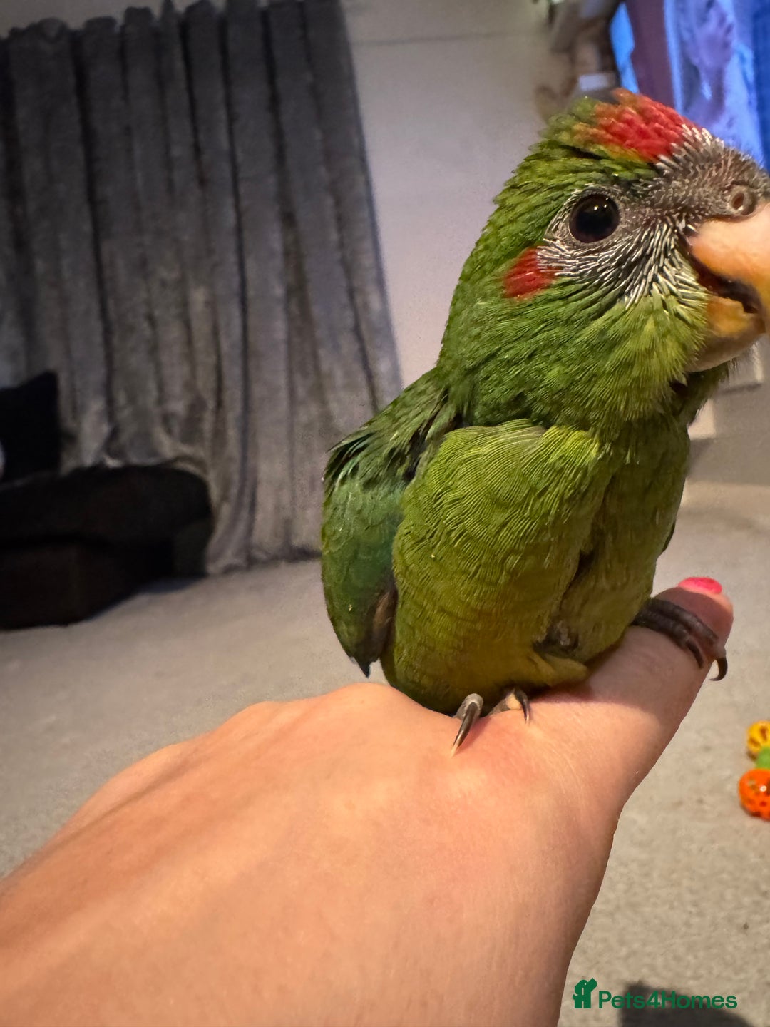 Parakeets birds for sale: Kakariki - Image 2