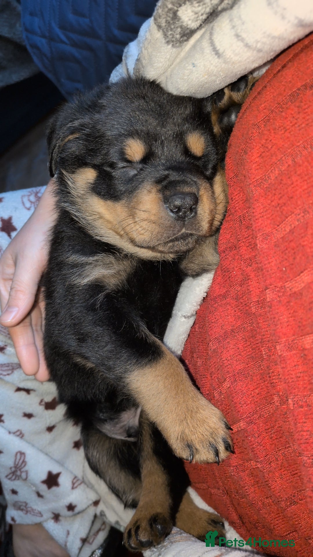 Rottweiler dogs for sale: ⭐ Rottweiler ⭐ - Advert 3