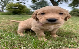 Golden Retriever dogs for sale: 4 KC registered Golden Retriever puppies  - Image 21
