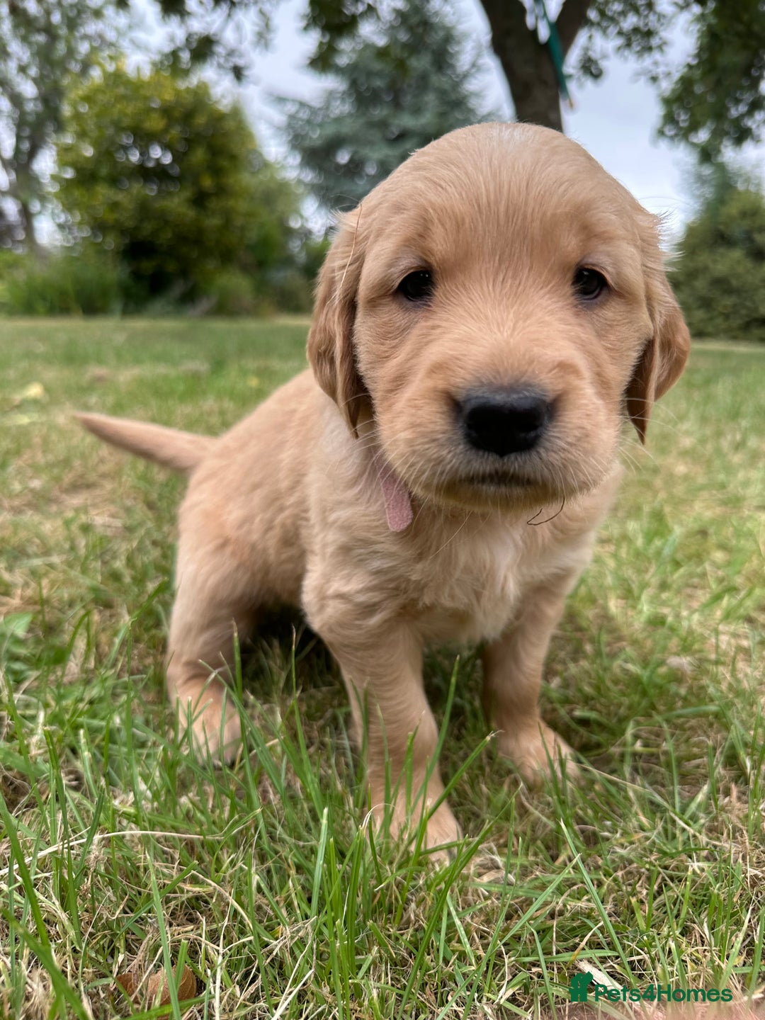 Golden Retriever dogs for sale: 4 KC registered Golden Retriever puppies  - Image 21