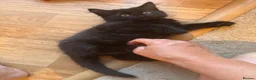 Mixed Breed cats for sale: For sale! in Maidstone - Advert 8