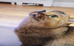 Scottish Fold cats for sale: Rare colours Scottish fold  in Brackley - Image 4