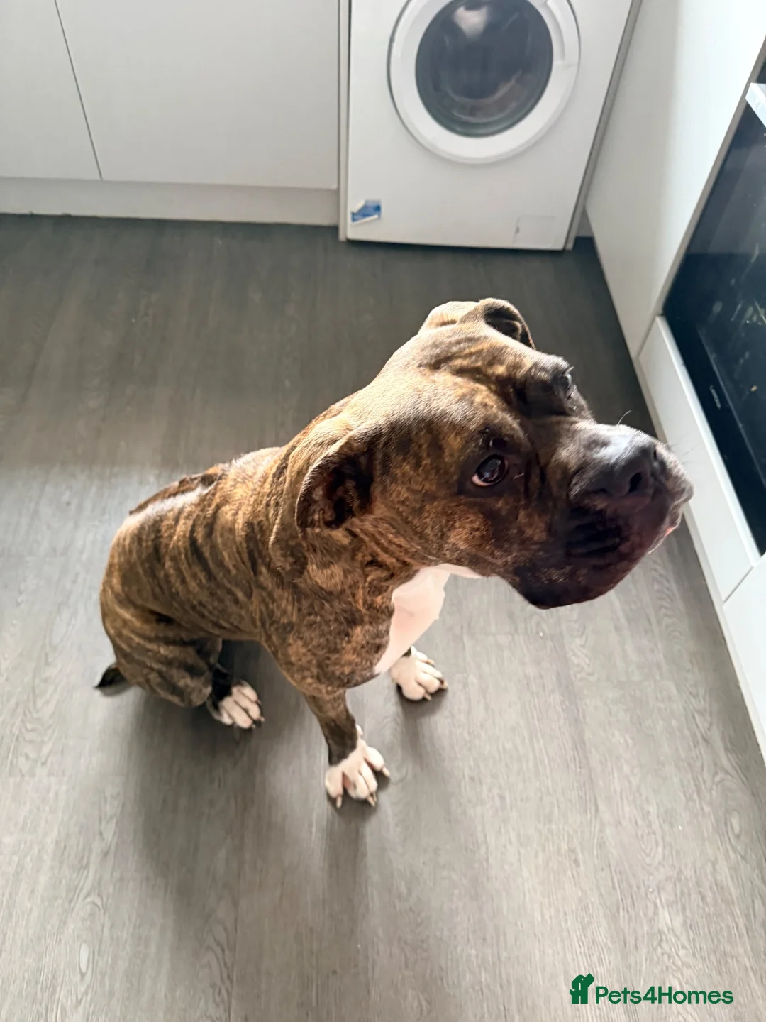 Mixed Breed dogs for sale: Cali  in Newcastle upon Tyne - Advert 3