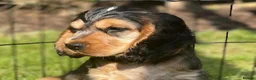 Cocker Spaniel dogs for sale: Sykehead cocker spaniel KC comprehensive health - Advert 23