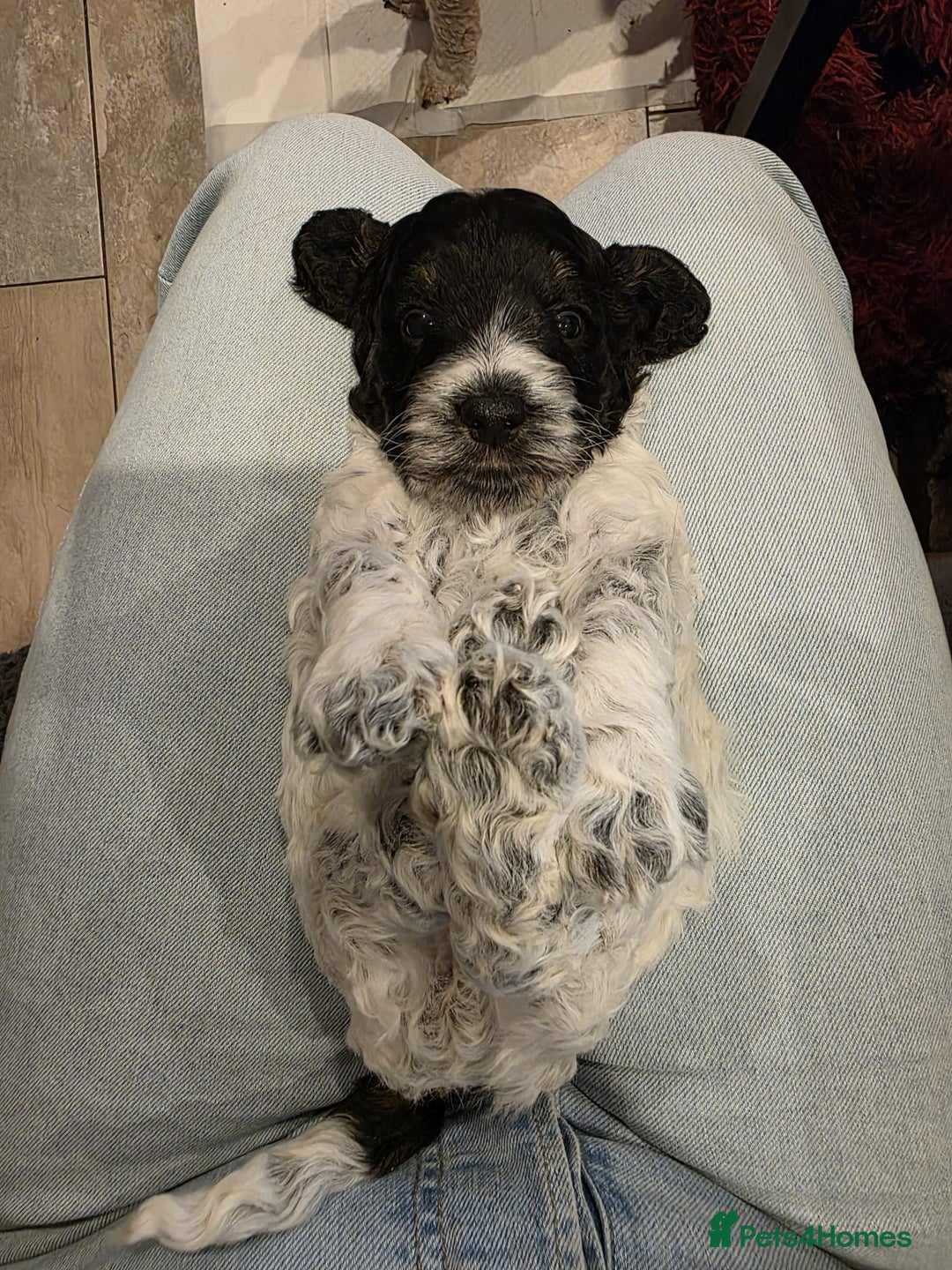 Cockapoo dogs for sale: Blue Roan F2 Female Cockapoo  - Advert 6