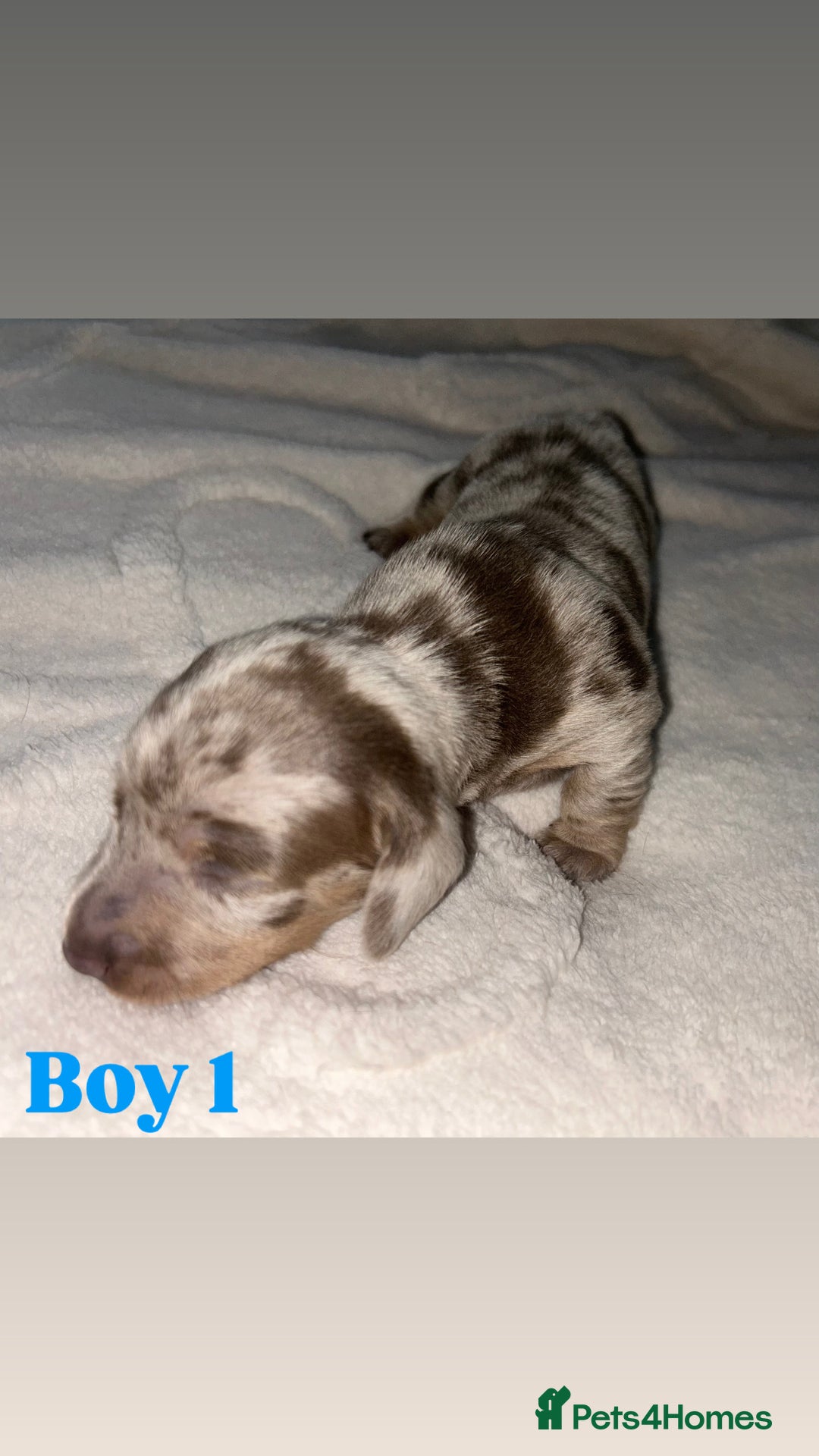 Dachshund dogs for sale: 🐾 Purebred Dachshund Puppies for Sale! 🐾 - Advert 18