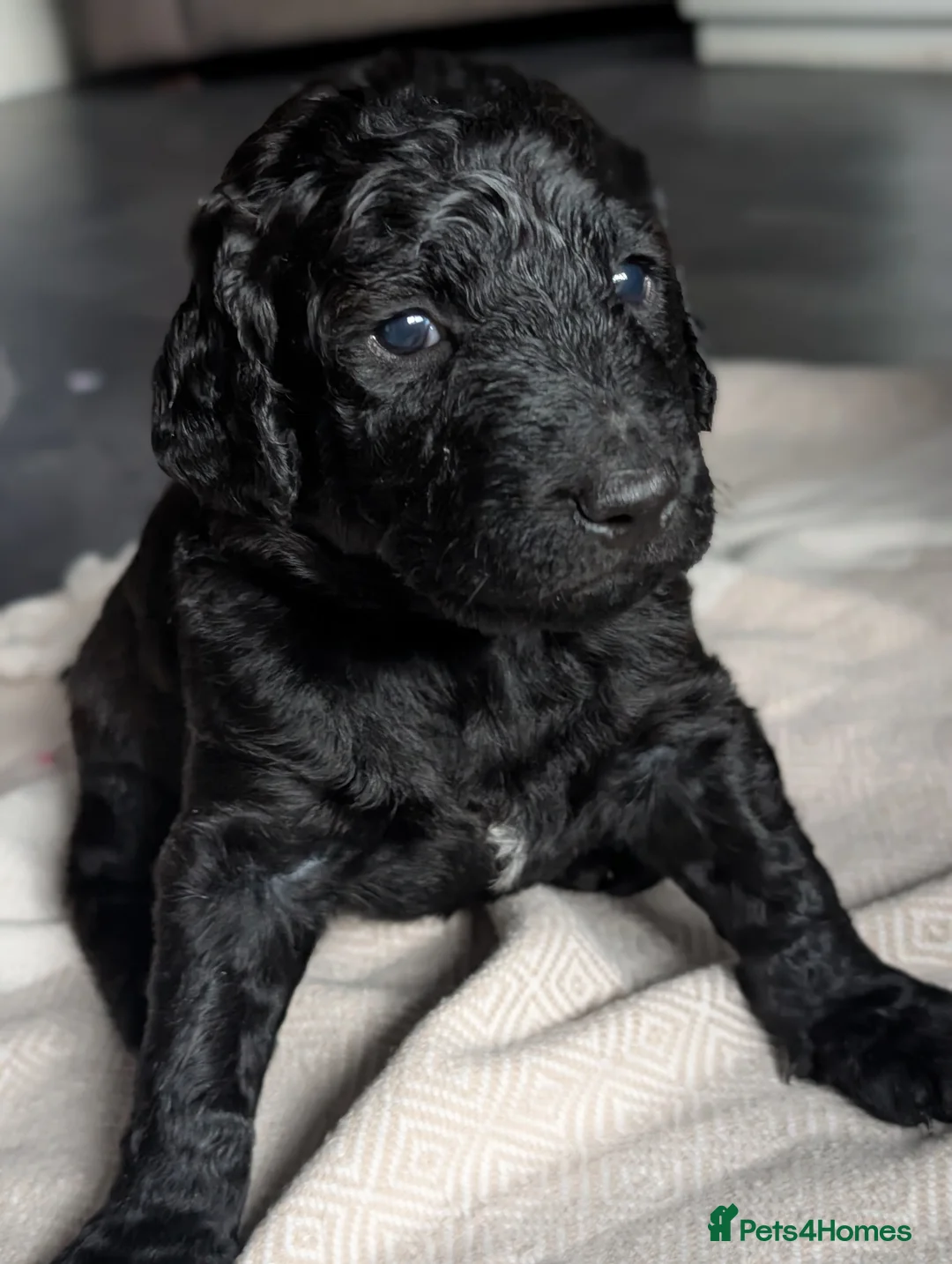 Labradoodle dogs for sale: 🐾 Labradoodle Puppies 🐾 - Advert 32
