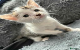 Mixed Breed cats for sale: Adorable Kittens Ready for Their Forever Homes!  - Image 15