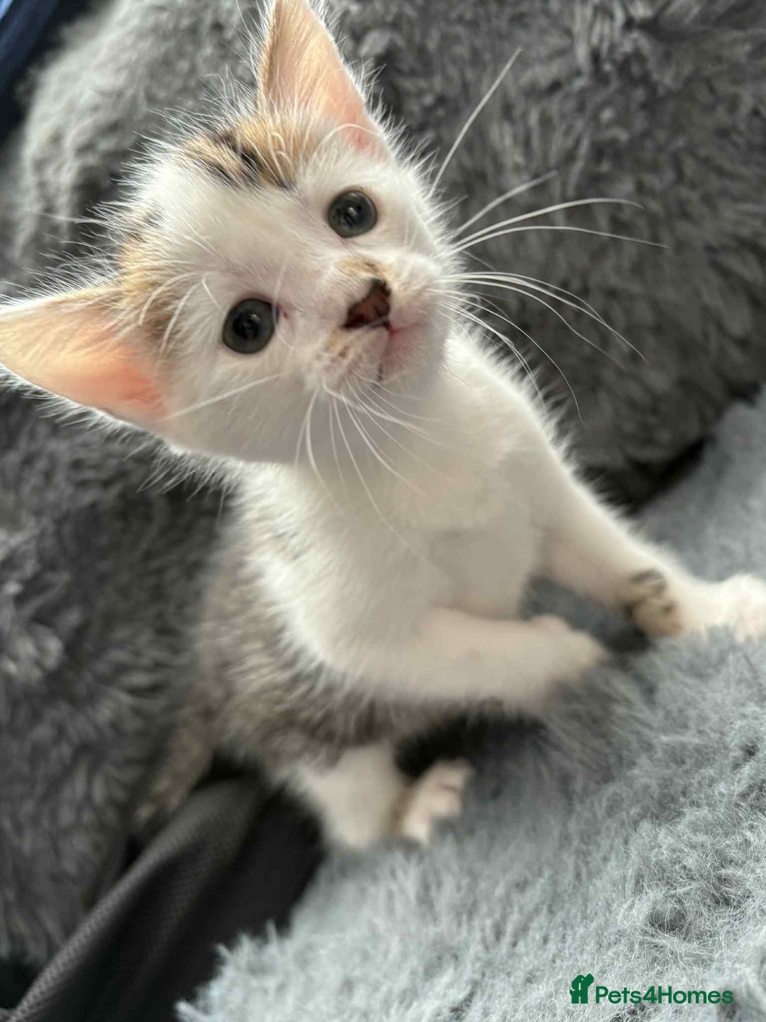 Mixed Breed cats for sale: Adorable Kittens Ready for Their Forever Homes!  - Image 15