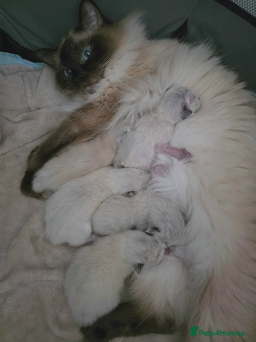 Ragdoll cats for sale: Gorgeous Ragdoll Kittens - Advert 15