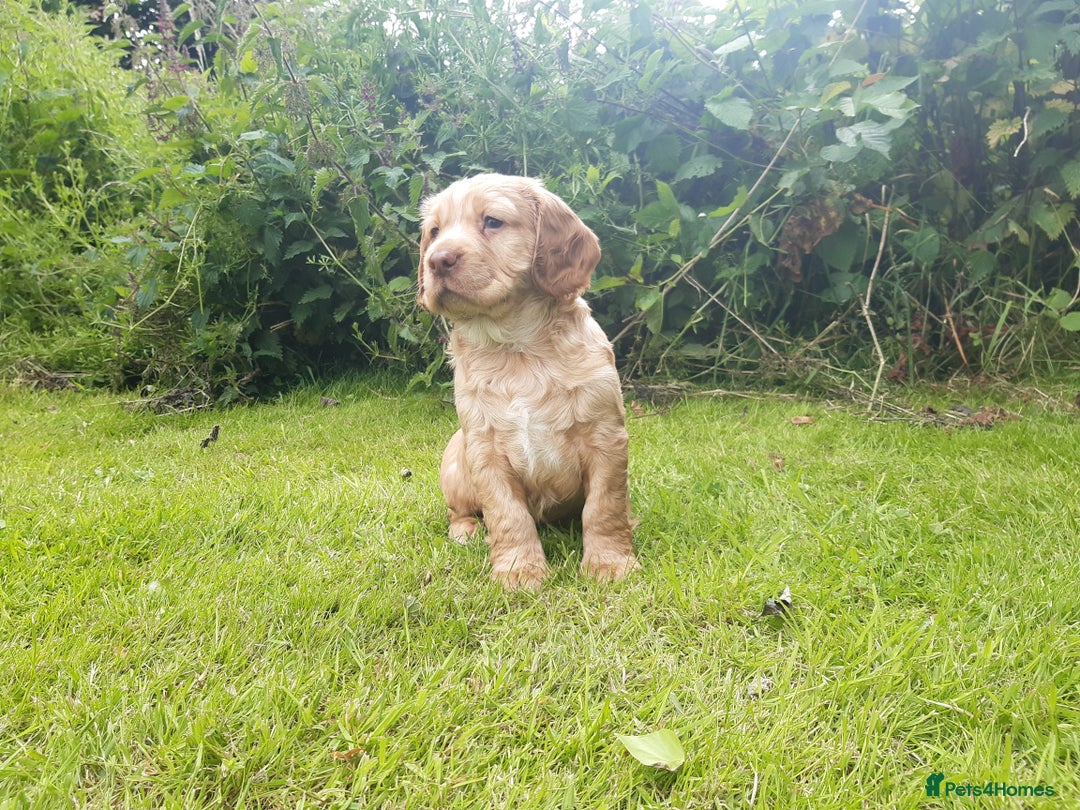 Cocker Spaniel dogs for sale: Cocker Spaniel Puppies - Image 10