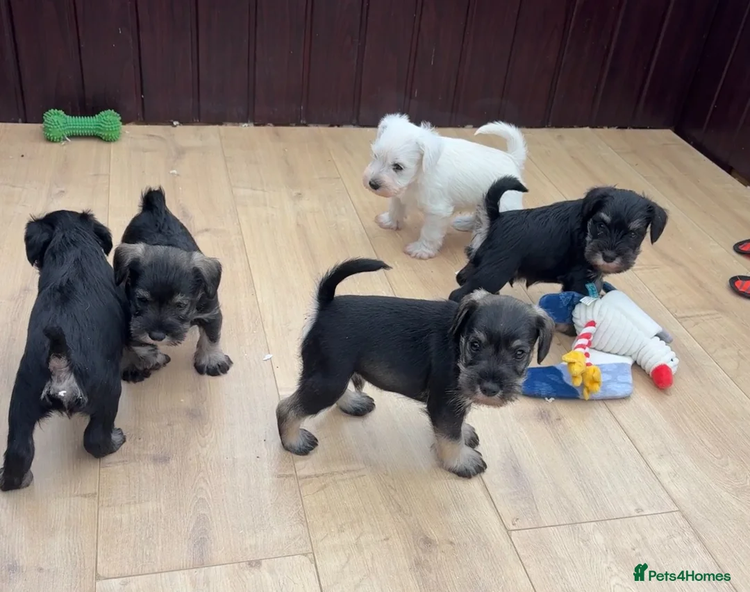 Miniature Schnauzer dogs for sale: Stunning litter of Miniature Schnauzer pups - Advert 1