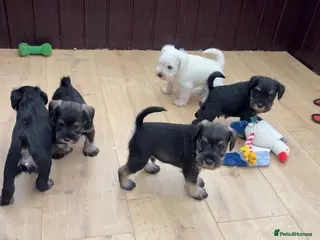 Miniature Schnauzer dogs for sale: Stunning litter of Miniature Schnauzer pups - Advert 3