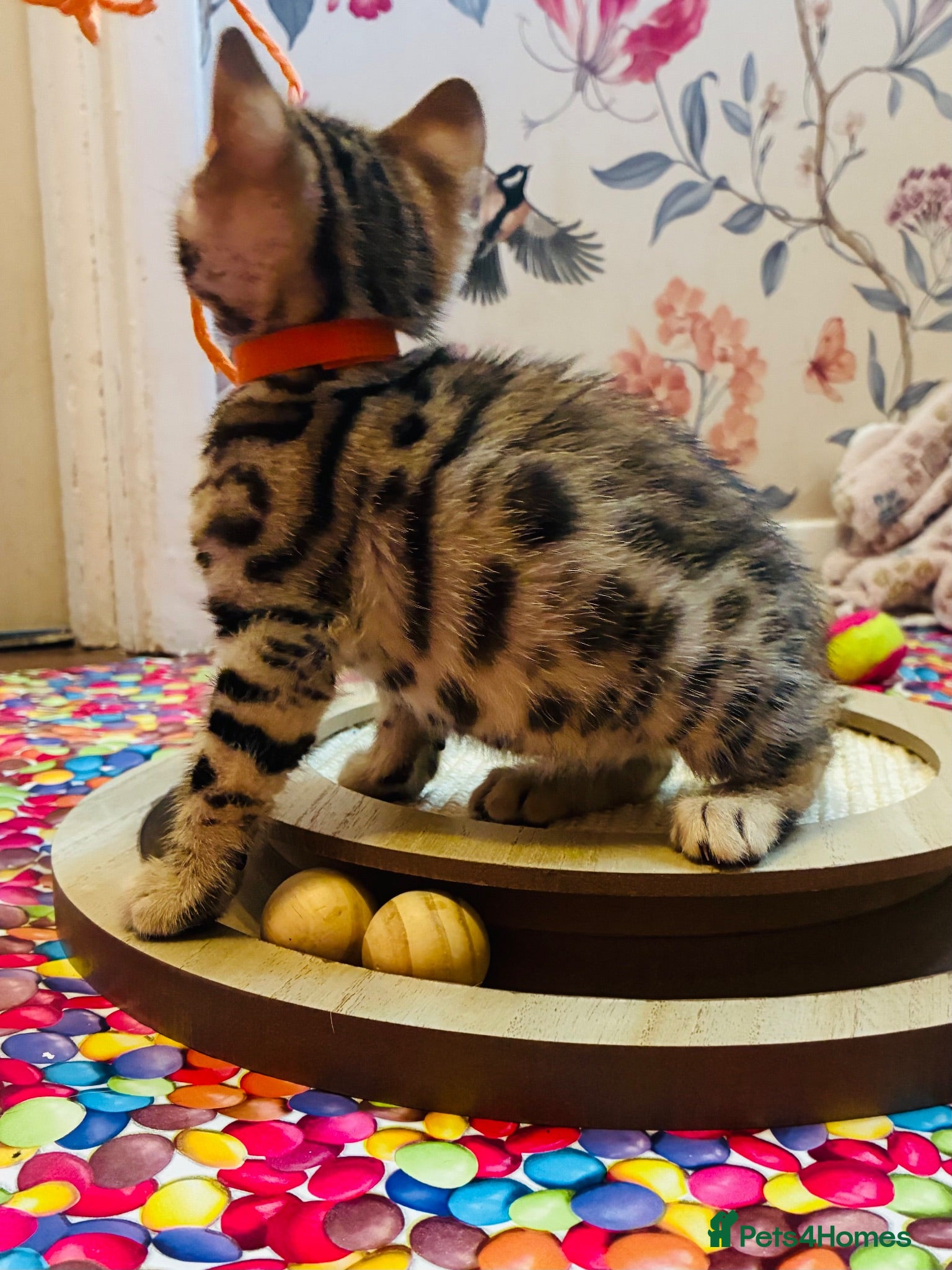 Bengal cats FINAL KITTEN!! Beautiful Bengal kittens .  - Advert 2