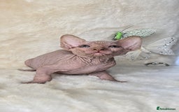 Sphynx cats for sale: Sphynx kittens bominant odd eyes  - Image 8