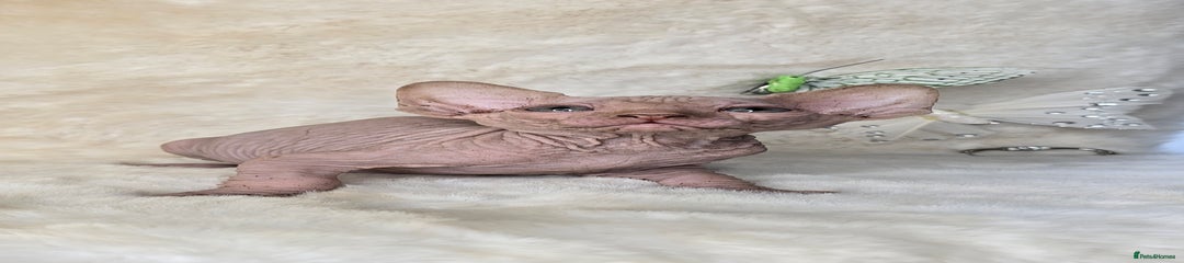 Sphynx Kitten 1