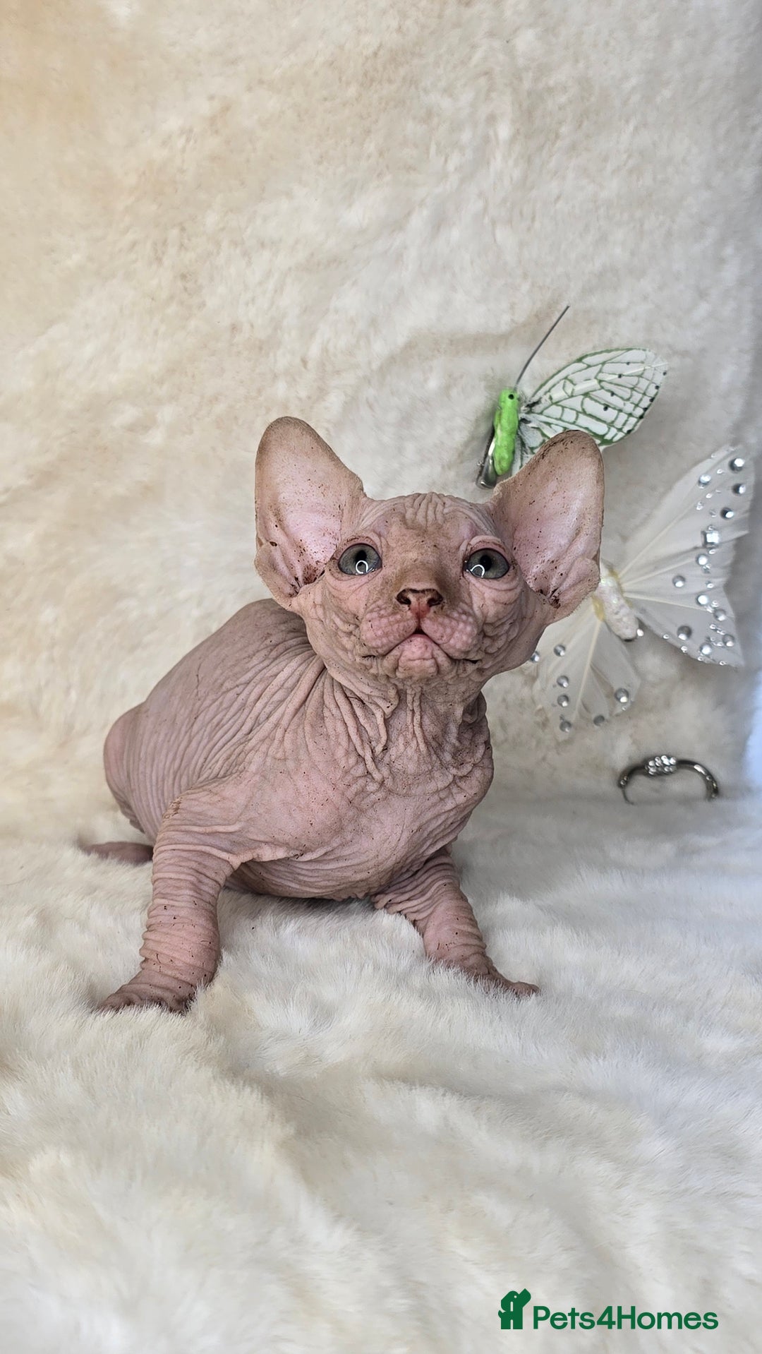 Sphynx cats for sale: Sphynx kittens bominant odd eyes  - Image 8