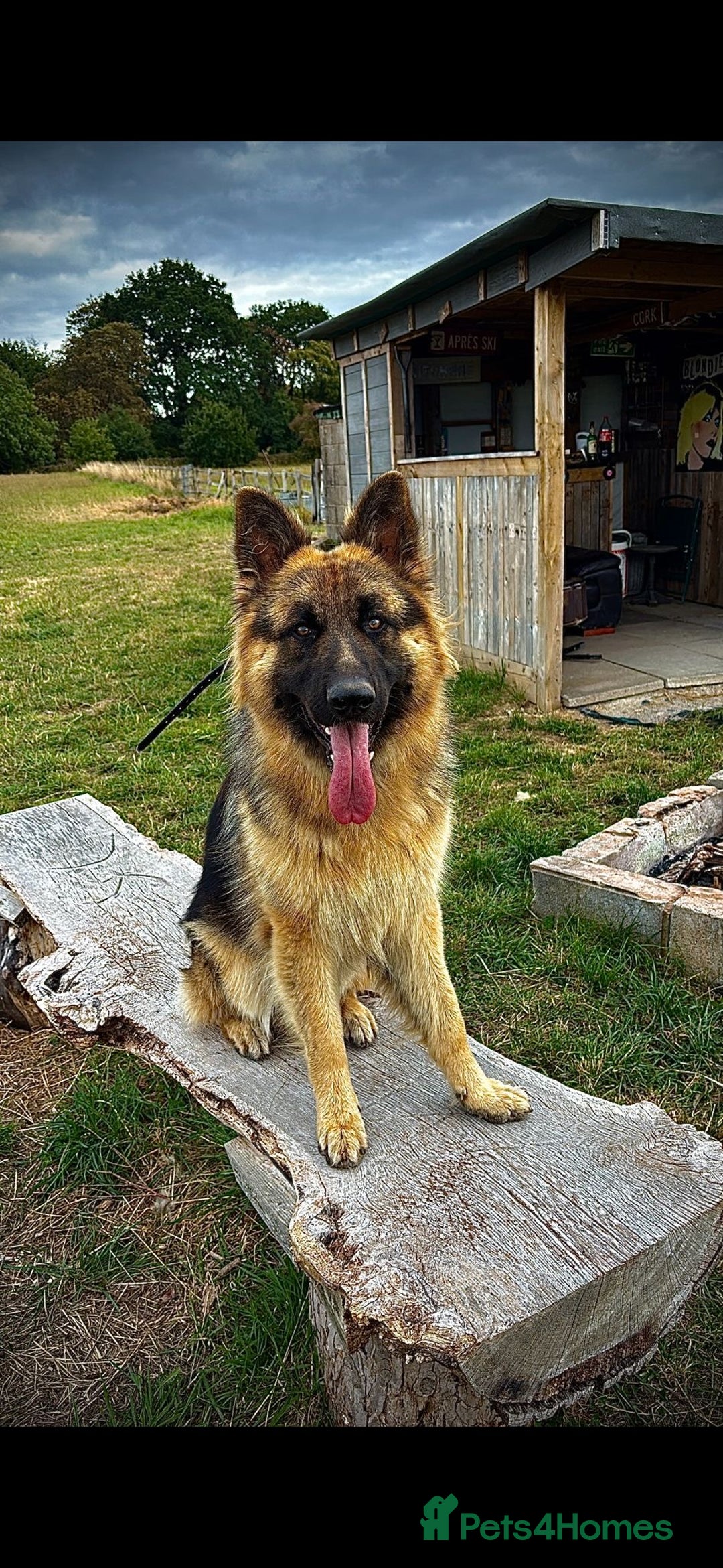 German Shepherd dogs for sale: German Shepherd - 14 month old trained male - Image 1