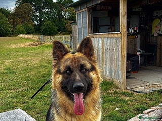 German Shepherd dogs for sale - Advert 1