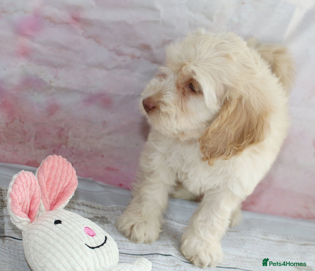 Cockapoo dogs for sale: Most Beautiful Cockerpoo s - Image 11