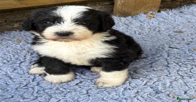 Bernedoodle dogs - Advert 1