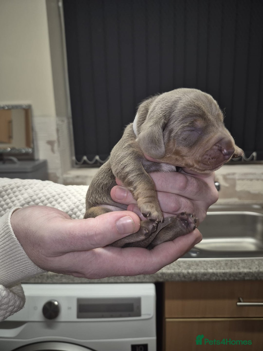 Dachshund dogs for sale: Dachshund  - Advert 5