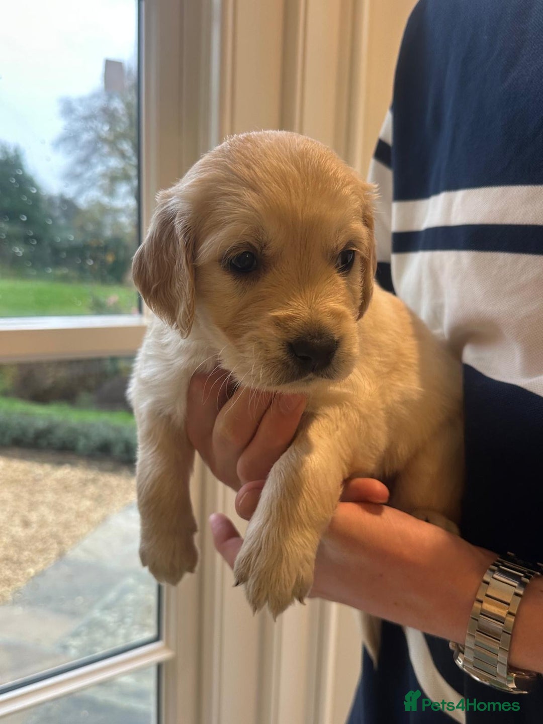 Golden Retriever dogs for sale: Beautiful pedigree Golden Retriever puppies  - Image 3