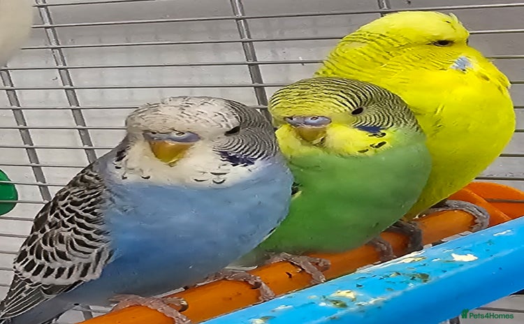Budgerigars birds for sale - Advert 1