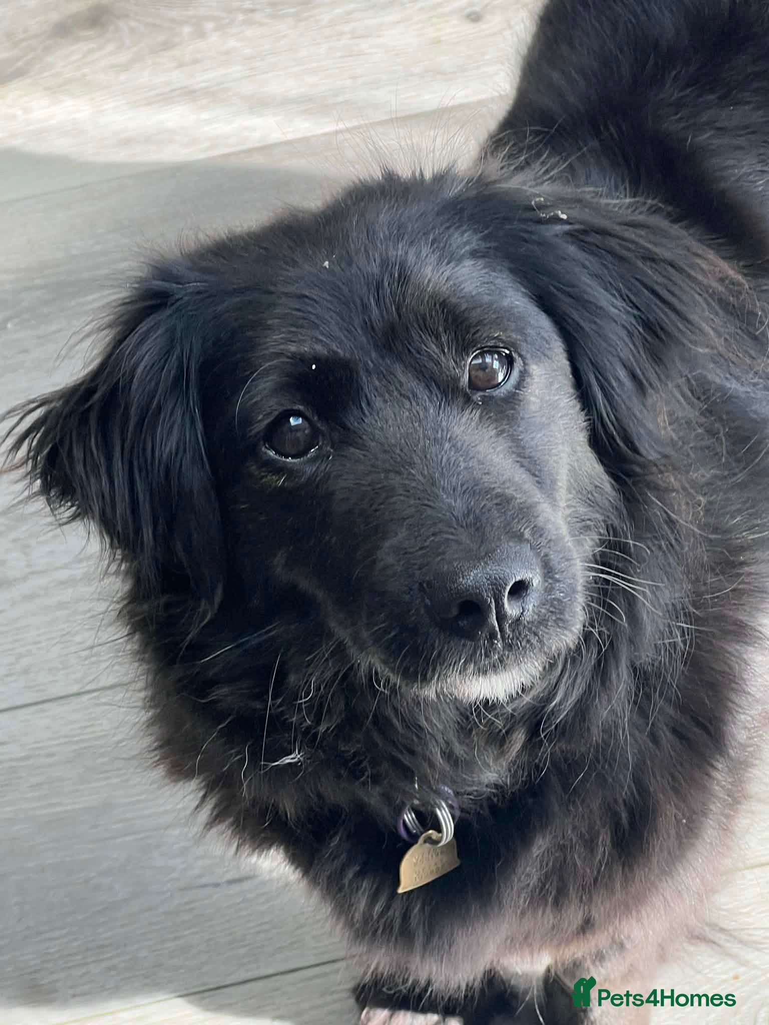 Mixed Breed dogs MIKA- very well behaved, affectionate sweet girl in Ruislip - Advert 2