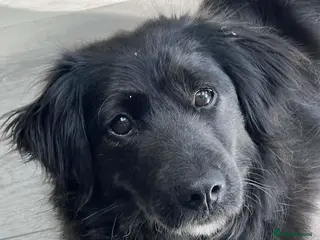 Mixed Breed dogs MIKA- very well behaved, affectionate sweet girl in Ruislip - Advert 2