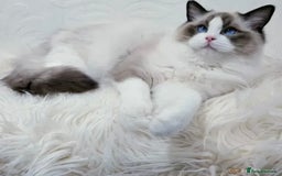 Ragdoll cats for stud: GCCF RAGDOLL STUD CHUNKY BIG BOY MILTON KEYNES in Milton Keynes - Image 1