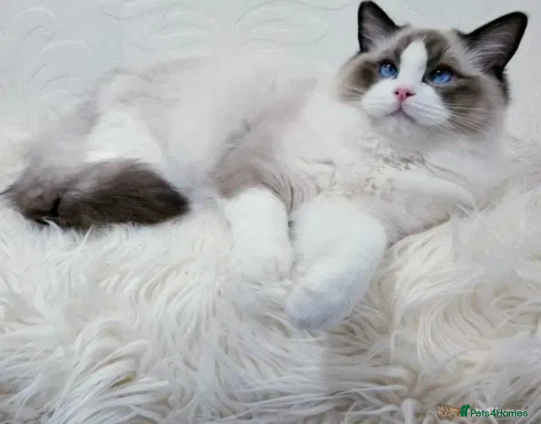 Ragdoll cats for stud: GCCF RAGDOLL STUD CHUNKY BIG BOY MILTON KEYNES in Milton Keynes - Image 1