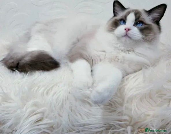 Ragdoll cats in Milton Keynes - Advert 1