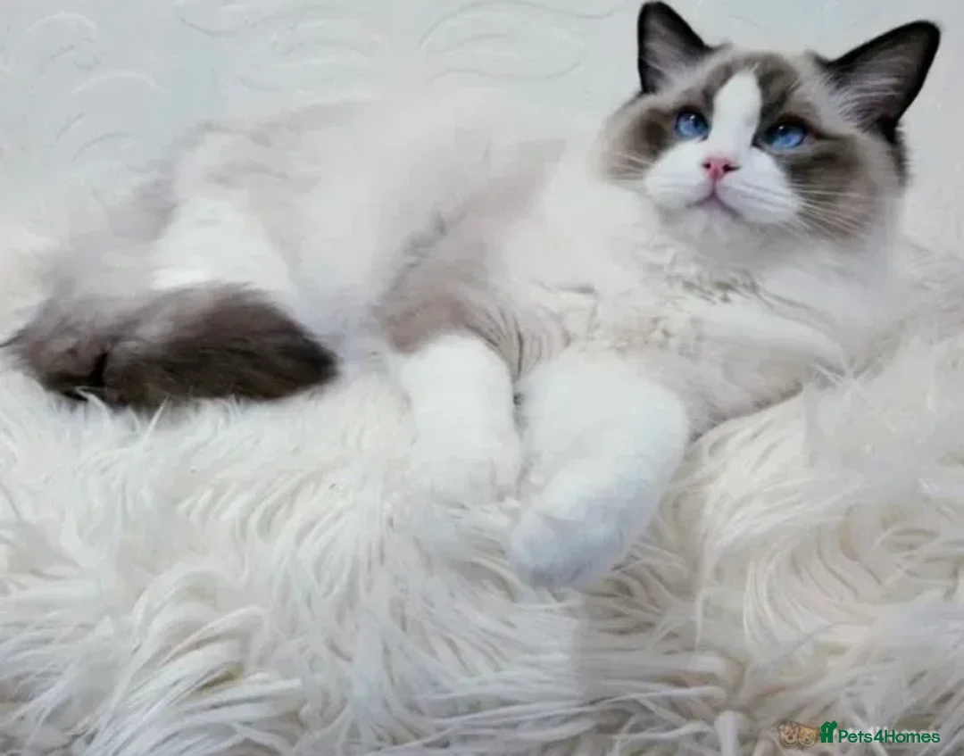 Ragdoll cats for stud: RAGDOLL GCCF STUD CHUNKY BIG BOY MILTON KEYNES in Milton Keynes - Advert 1
