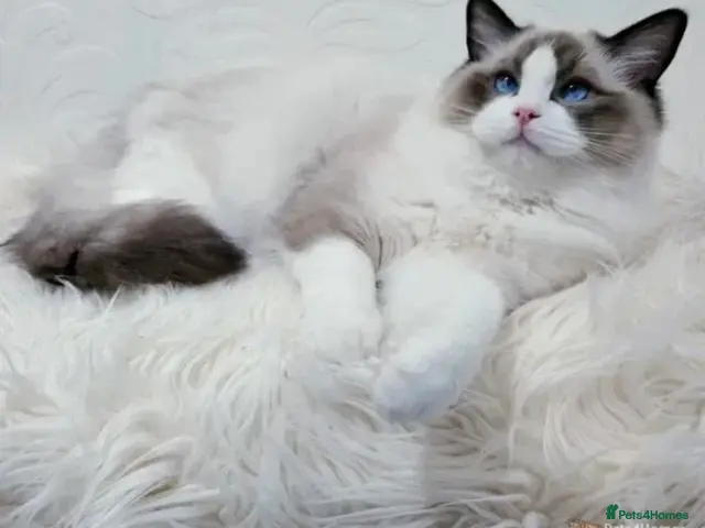 Ragdoll cats RAGDOLL GCCF REGISTERED STUD BIG BOY MILTON KEYNES - Advert 8