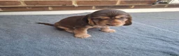 Cocker Spaniel dogs for sale: Adorable show type cocker spaniel puppies  - Advert 19